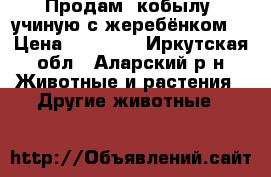 Продам  кобылу  учиную с жеребёнком  › Цена ­ 60 000 - Иркутская обл., Аларский р-н Животные и растения » Другие животные   